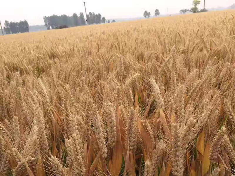 科学家基因测序70年来我国小麦优质品种